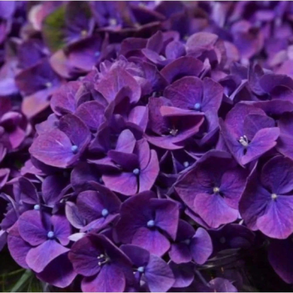 10 Pack | Dark Purple Lavender Hydrangeas Flowers Wedding Bouquet Floral